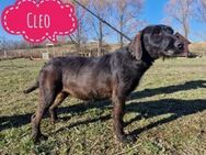 Cleo eine ängstliche Hündin - Mannheim