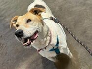 Sara sucht ihr Happy End! - Krefeld