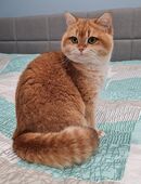 Liebevolle und wunderschöne BKH Katze in 66773