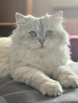 Dick Kater BLH Weiß grau sucht neues zu Hause - Rostock