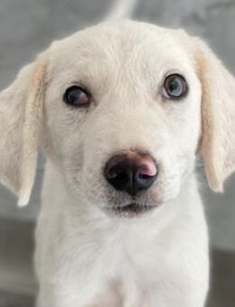 Paco, geb. ca. 04/2024, GRIECHENLAND - Euskirchen