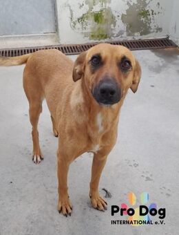 Anna, eine sanfte Seele - Talkau