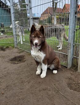 🐾 Wunderschönes Hundemädchen „Bella“ sucht ein liebevolles Zuhause 🐾 - Ebstorf (Klosterflecken)