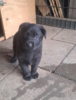 Deutsche Schäferhundwelpen lackschwarz - Bad Münstereifel