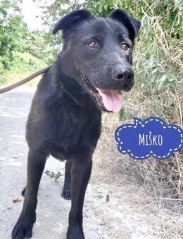 Misko eine verlorene Seele - Flörsheim-Dalsheim