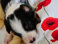 Zuckersüß 7 Australien Shepherd mini Black tri - Helbra