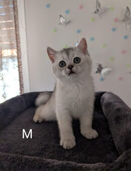5 Siam-BKH Kitten - Bad Driburg