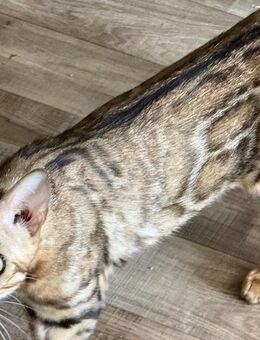 Bengal Mädchen 2 Jahre Trägt Snow und Blue nicht kastriert mit Stammbaum - Dortmund