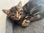 Kitten 11 Wochen alt - Naumburg