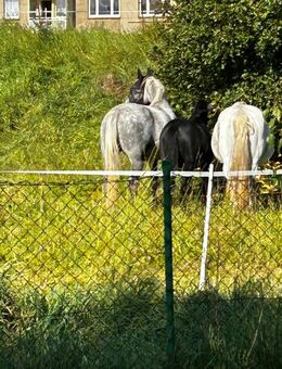 Reit und Pflegebeteiligung gesucht - Döbeln