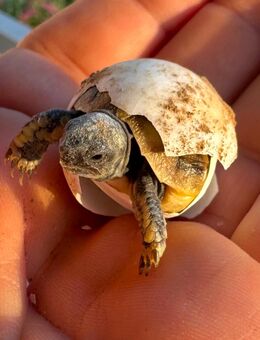 Griechische Landschildkröten 2023 - Espenau