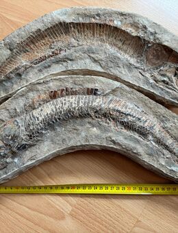 FOSSIL AUS DEM MESOZOIKUM - fossiles Skelett - München Trudering-Riem