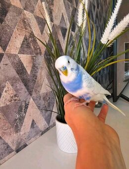 Wellensittich handzahm - Lehrte