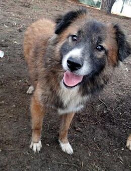 FOXY - süßer junger Rüde sucht Familie - Aerzen