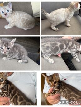 Exklusive Bengal Kitten mit Stammbaum - Dortmund