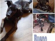 BUENO -rundum tolles Hundekind- - Duisburg