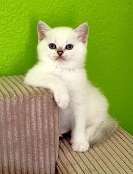 Supersüße Kitten mit blauen Augen BKH seal-silver-shaded-point ns 11 33 reinrassig! - Baden-Baden