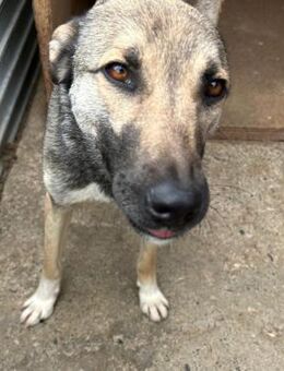 LENYA - sanft, ruhig, freundlich! - Korschenbroich