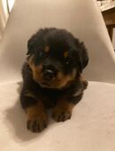 Rottweiler Welpen Rüden ab Oktober in 45711