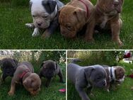 Vier Old English Bulldog Welpen, mit Ahnentafel! - Ingolstadt