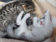 2 kleine Kätzchen suchen ein neues Zuhause:) - Lonsee