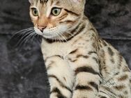 Wunderschön Bengal Katze - Dortmund