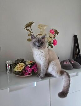 Britisch Kurzharige Blue Point Deckkater - Berlin