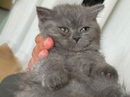 Bkh kitten suchen neue Leute - Düsseldorf