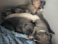 Französische Bulldoggen Welpen Blue Merle 1400 Euro! - Heppenheim (Bergstraße)