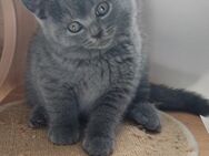 Bkh Kitten in Blau Farbe . ABGABEBEREIT 1Junge - Hebertsfelden
