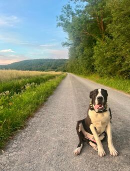Cane Corso / Dogo argentino - Nüdlingen