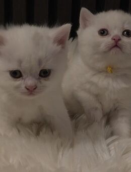 BKH Kitten in weiß mitte Dezember abzugeben !! - Stockach