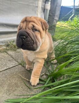Shar-Pei Welpen - Neustadt (Donau)
