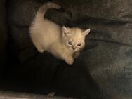 BHK Baby Katzen - Buchholz (Nordheide) Zentrum
