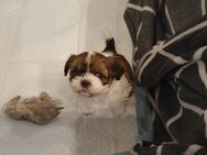 Shih Tzu Welpe/ Rüde 12 Wochen alt - Siegen (Universitätsstadt)