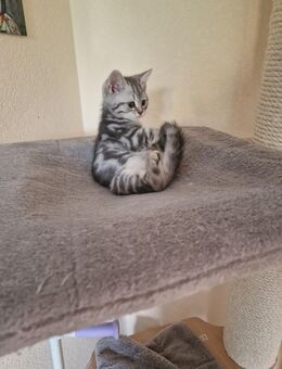 1 reinrassiger BKH kitten Kater ab 18.09.25 abzugeben - Magdala