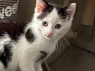 Katzen Babys kitten suchen ein zuhause - Dettingen (Iller)