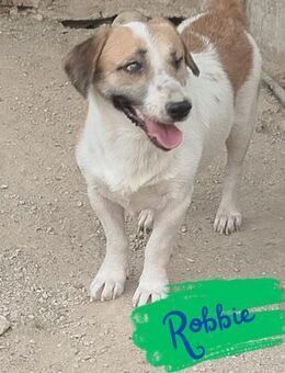 Einäugiger Robbie - Beckingen