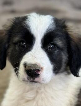 Lando, geb. ca. 02/2025, Griechenland - Euskirchen