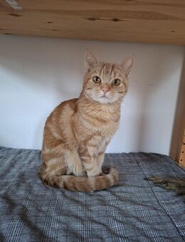 Die schöne Zora ist bereit für ihr Zuhause # Tierschutz - Neumarkt (Oberpfalz)