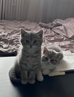 BKH Katzen - Itzehoe