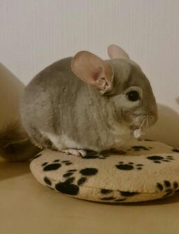 ♥️ Chinchilla-Vermittlungshilfe – Kostenlos & mit Herz 🐭 - Hannover