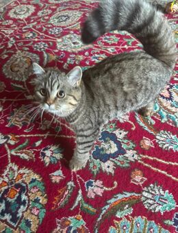 British Shorthair Liebevolle junge Katze sucht ein neues Zuhause ✨ - Berlin