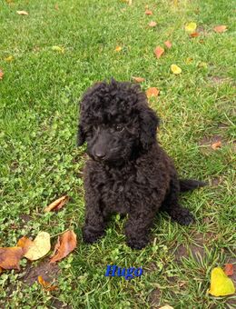 Zwergpudel + Toypudel Welpen (11 Wochen) reinrassig - Altenpleen