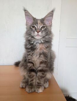 Maine Coon Prinzessin mit großem Herzen sucht Zuhause - Kroppenstedt