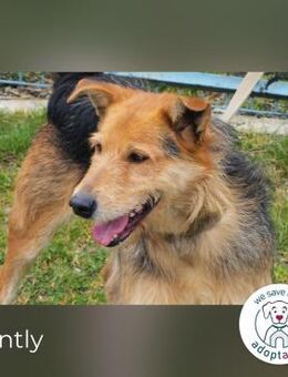 Bently: sucht Sicherheit - Kirchzell