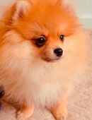 Zwergspitz, Hündin, 4 Monate, gechipt &, EU-Papiere in 09130