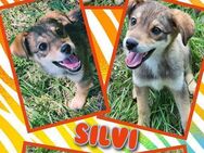 Kleine Silvi in Not! - Nürnberg