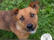 Benny: Sucht ein Zuhause - Kirchzell