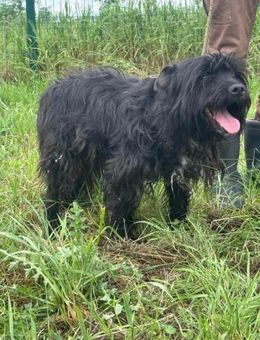 Rambo möchte entdeckt werden - Nordwalde
